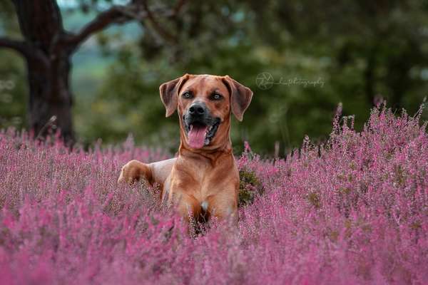 Rhodesian Ridgeback-Beitrag-Bild