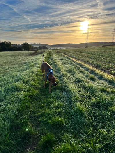 Rhodesian Ridgeback-Beitrag-Bild