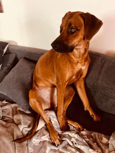 Rhodesian Ridgeback-Beitrag-Bild