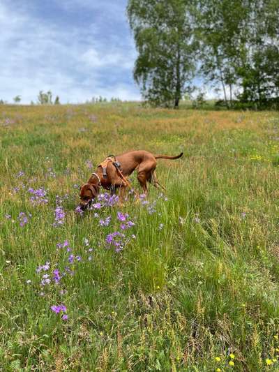 Rhodesian Ridgeback-Beitrag-Bild