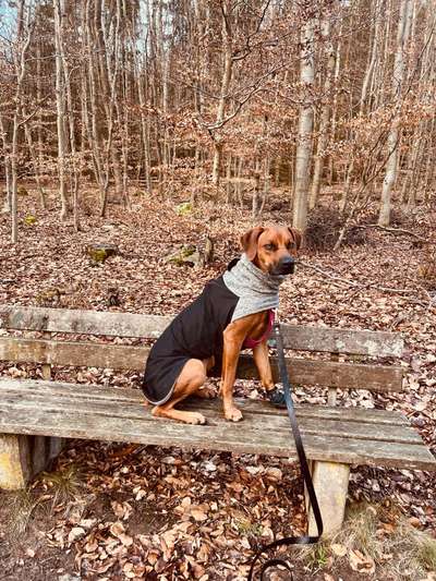 Rhodesian Ridgeback-Beitrag-Bild