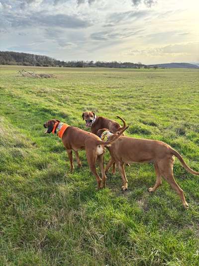 Rhodesian Ridgeback-Beitrag-Bild