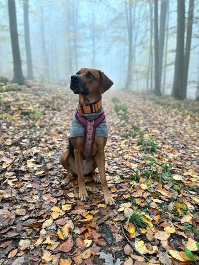 Rhodesian Ridgeback-Beitrag-Bild