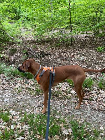 Rhodesian Ridgeback-Beitrag-Bild