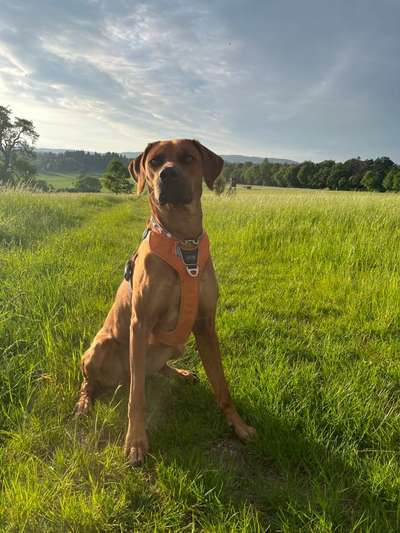 Rhodesian Ridgeback-Beitrag-Bild