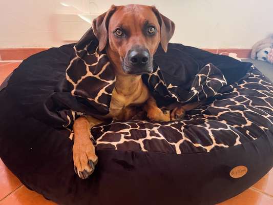 Rhodesian Ridgeback-Beitrag-Bild
