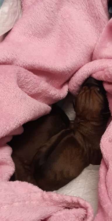 Rhodesian Ridgeback-Beitrag-Bild