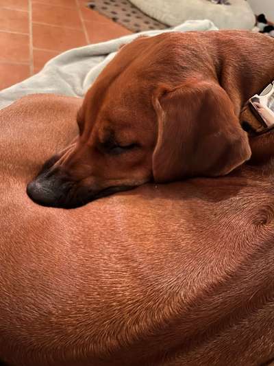 Rhodesian Ridgeback-Beitrag-Bild