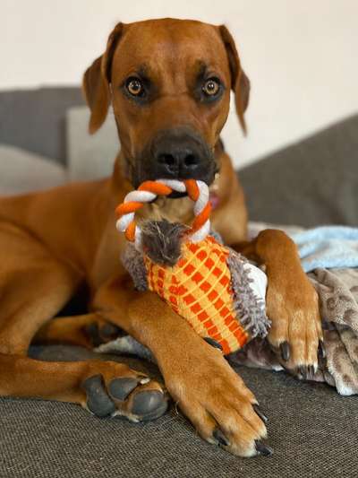 Rhodesian Ridgeback-Beitrag-Bild