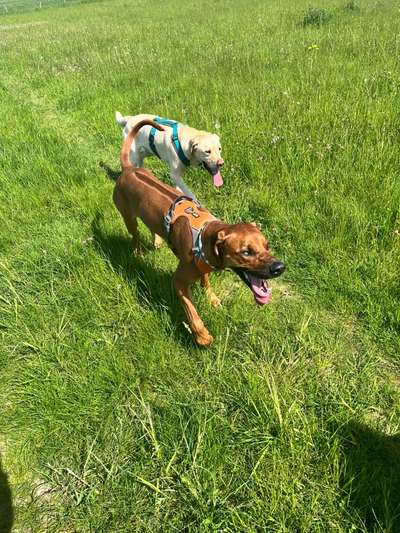 Rhodesian Ridgeback-Beitrag-Bild