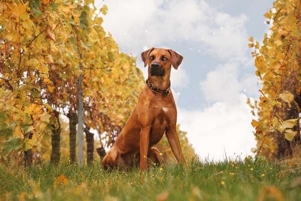 Rhodesian Ridgeback-Beitrag-Bild