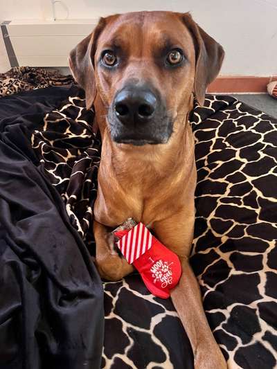 Rhodesian Ridgeback-Beitrag-Bild