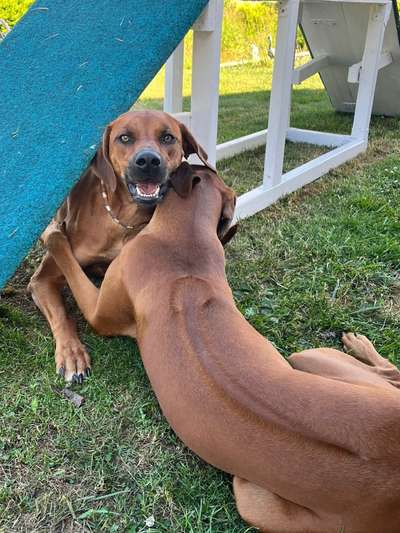 Rhodesian Ridgeback-Beitrag-Bild