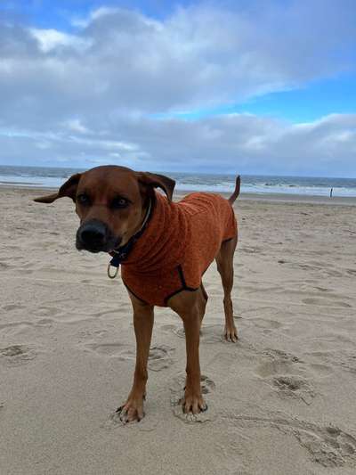 Rhodesian Ridgeback-Beitrag-Bild