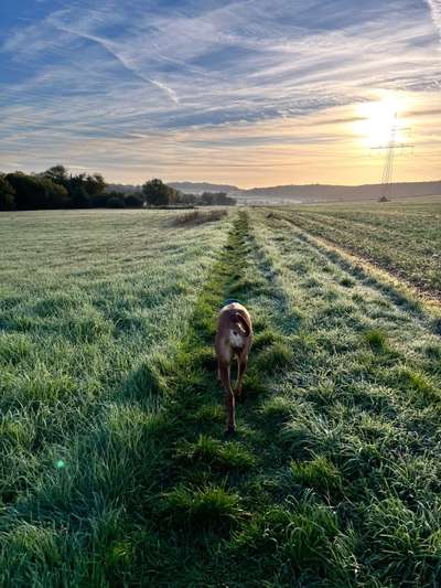 Rhodesian Ridgeback-Beitrag-Bild