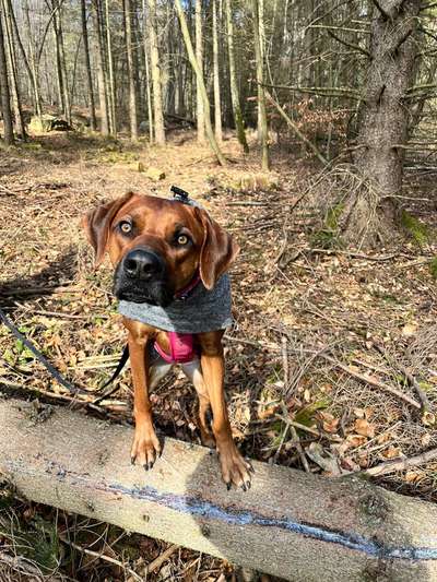 Rhodesian Ridgeback-Beitrag-Bild