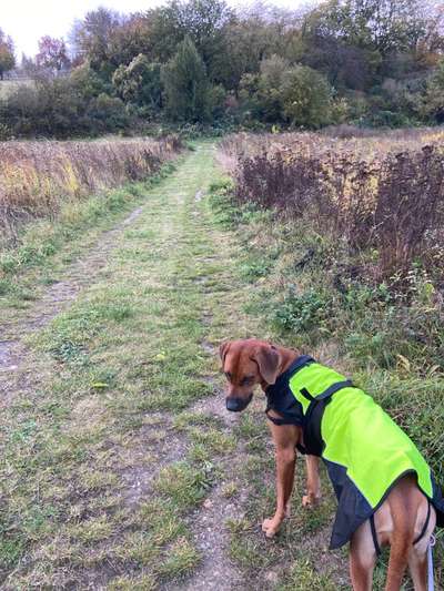 Rhodesian Ridgeback-Beitrag-Bild
