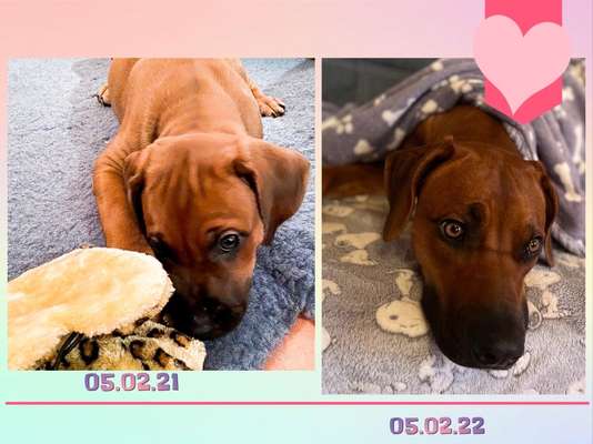 Rhodesian Ridgeback-Beitrag-Bild