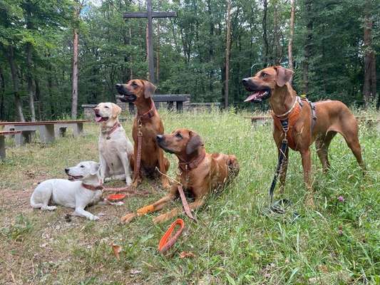 Rhodesian Ridgeback-Beitrag-Bild
