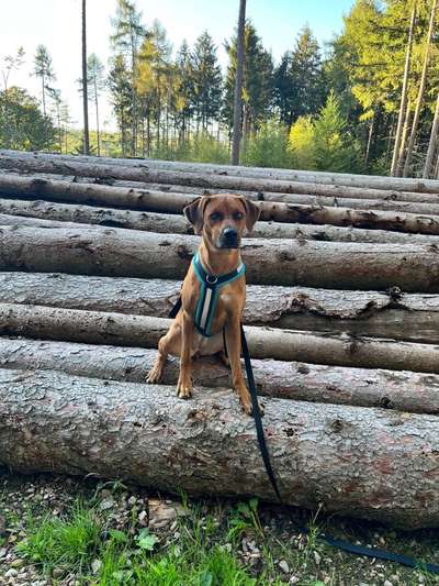 Rhodesian Ridgeback-Beitrag-Bild