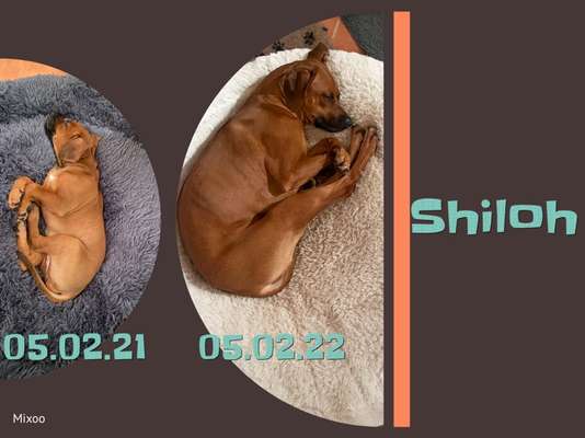 Rhodesian Ridgeback-Beitrag-Bild