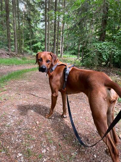 Rhodesian Ridgeback-Beitrag-Bild