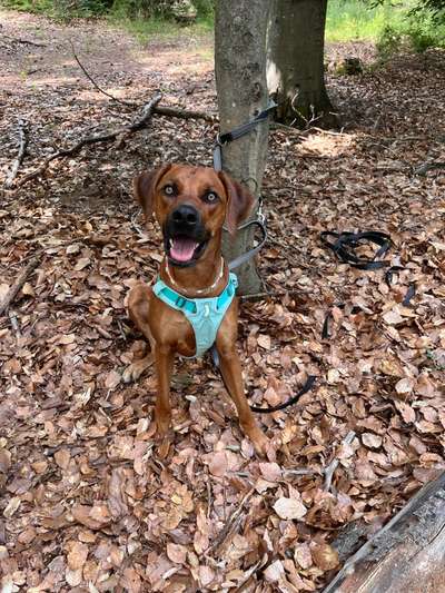 Rhodesian Ridgeback-Beitrag-Bild