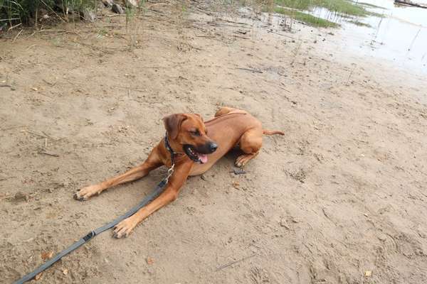 Rhodesian Ridgeback-Beitrag-Bild