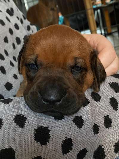 Rhodesian Ridgeback-Beitrag-Bild