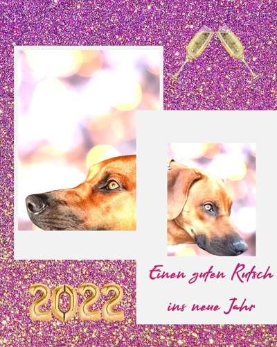 Rhodesian Ridgeback-Beitrag-Bild