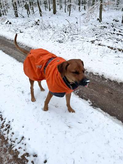 Rhodesian Ridgeback-Beitrag-Bild