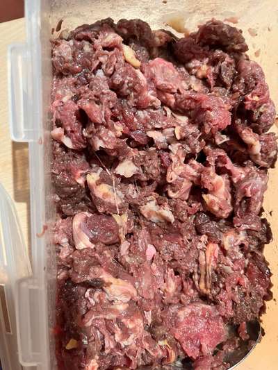 Rhodesian Ridgeback-Beitrag-Bild