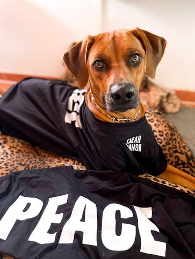 Rhodesian Ridgeback-Beitrag-Bild