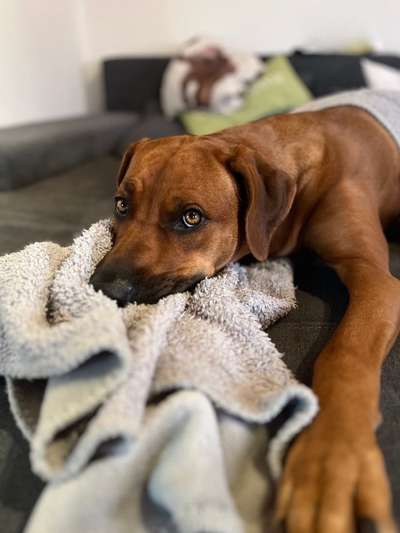 Rhodesian Ridgeback-Beitrag-Bild