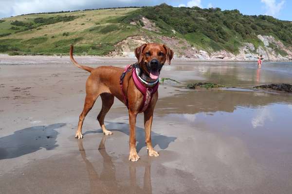 Rhodesian Ridgeback-Beitrag-Bild