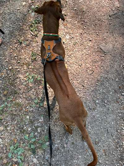 Rhodesian Ridgeback-Beitrag-Bild