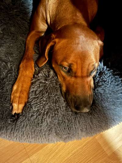 Rhodesian Ridgeback-Beitrag-Bild