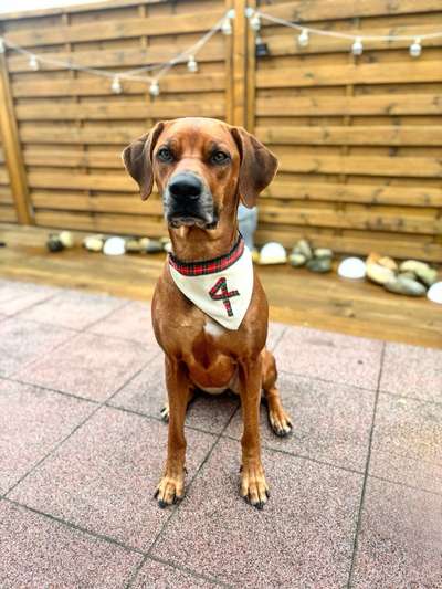 Rhodesian Ridgeback-Beitrag-Bild