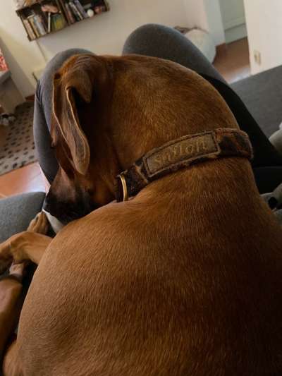 Rhodesian Ridgeback-Beitrag-Bild