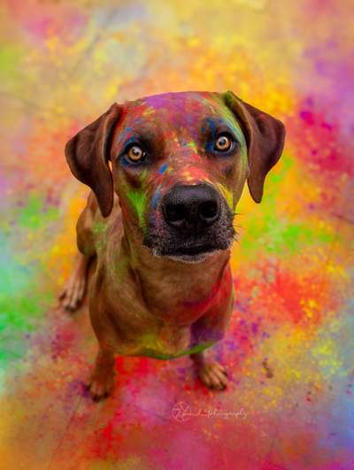 Rhodesian Ridgeback-Beitrag-Bild