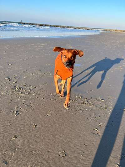 Rhodesian Ridgeback-Beitrag-Bild