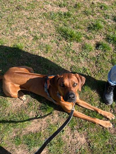 Rhodesian Ridgeback-Beitrag-Bild