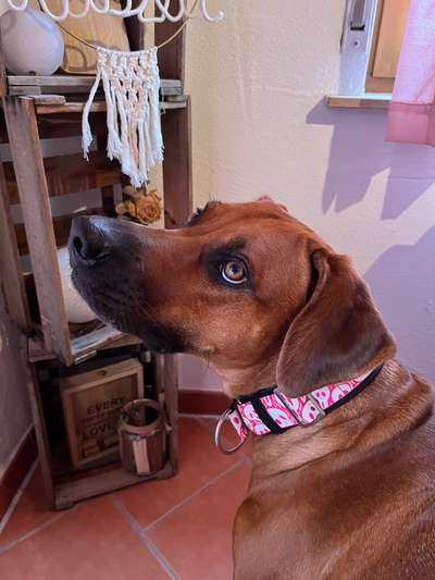 Rhodesian Ridgeback-Beitrag-Bild