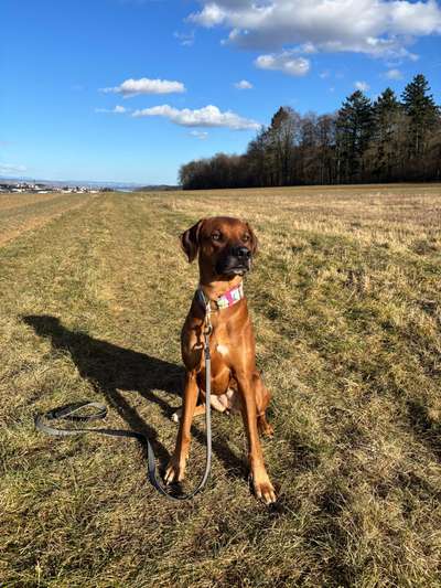 Rhodesian Ridgeback-Beitrag-Bild
