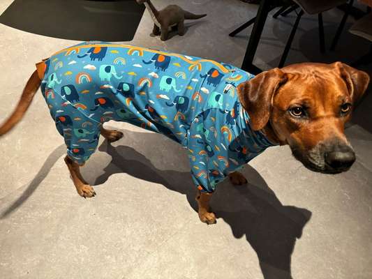 Rhodesian Ridgeback-Beitrag-Bild