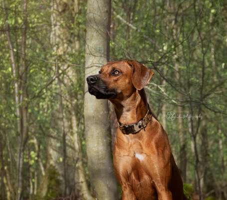 Rhodesian Ridgeback-Beitrag-Bild