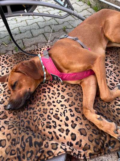 Rhodesian Ridgeback-Beitrag-Bild