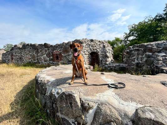 Rhodesian Ridgeback-Beitrag-Bild