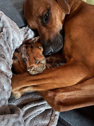 Rhodesian Ridgeback-Beitrag-Bild