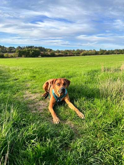 Rhodesian Ridgeback-Beitrag-Bild